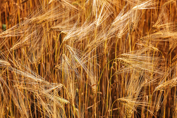 Spikes of wheat in the field on a sunny day.