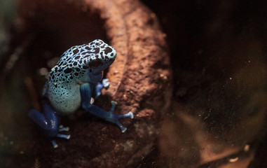 Blue poison dart frog Dendrobates tinctorius azureus