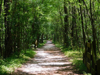 Path Through The Forest