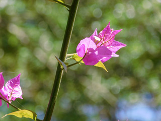 Pink Flower in The Sunlight