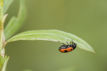 Insectes du Grésivaudan - Isère.