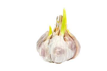 Fresh garlic with green shoots on a white background.