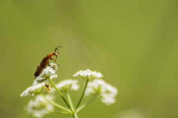 Insectes du Grésivaudan - Isère.