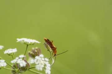 Insectes du Grésivaudan - Isère.