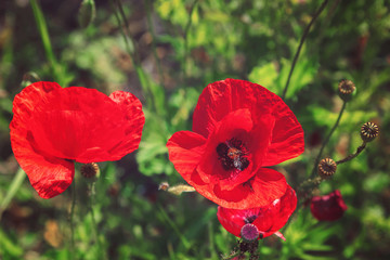 Red poppies on a meadow on a sunny day.