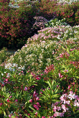 Variegated thickets of flowering oleander