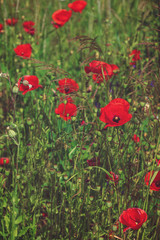 Obraz premium Red poppies on a meadow on a sunny day.