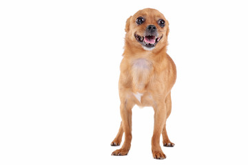 Funny dog isolated on a white background