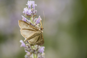 Papillon de Chartreuse - Isère.
