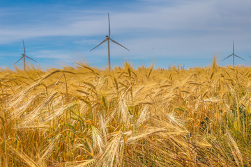 Coastal wind farm in the middle of a wheat field, Botievo, Ukraine