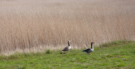 Gänse © Svensen