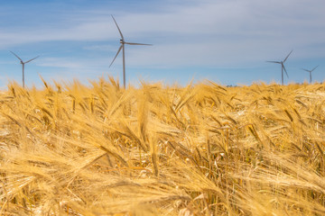 Coastal wind farm in the middle of a wheat field, Botievo, Ukraine