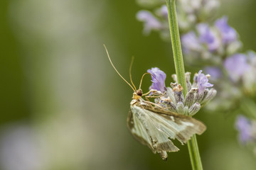 Papillon de Chartreuse - Isère.