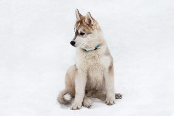 Obraz premium Siberian husky VIII