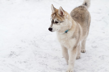 Siberian husky VII