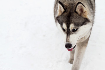 Siberian husky III © danissimo1992