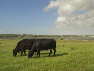 Black cows grazing grass in a field on a bright sunny day.