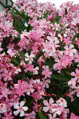 Crown of oleander with flowers of pink color
