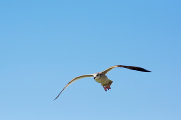 seagull at the beach by ocean water