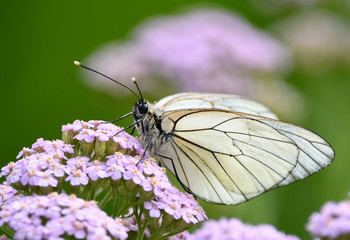 papillon blanc