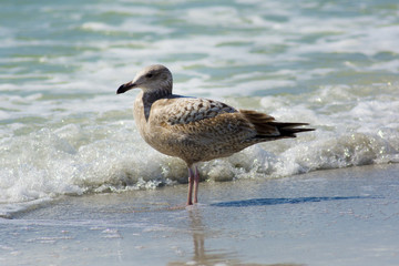 seagull at the beach by ocean water