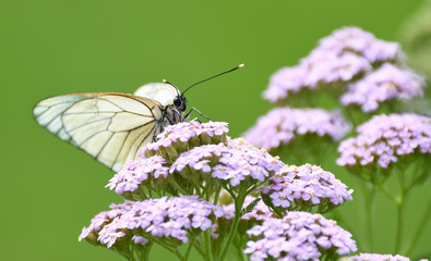 papillon blanc