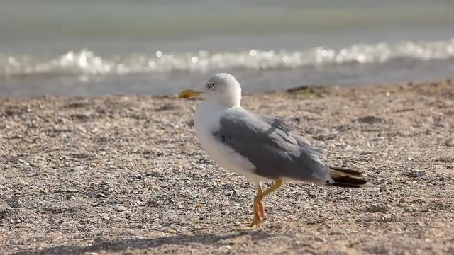 Seagull walking in slow-mo. Bird on the seashore. Facts about seagulls.