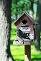 DIY, creative hand made wooden bird house/bird feeder with a pigeon, standing on a pole in a park