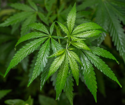 A plant of wild marijuana.Selective focus.
