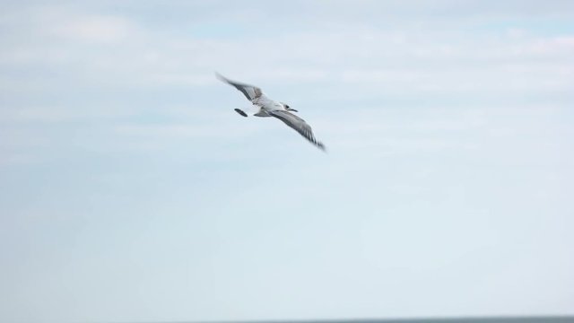 Gull flying, slow-mo. Bird and sky.