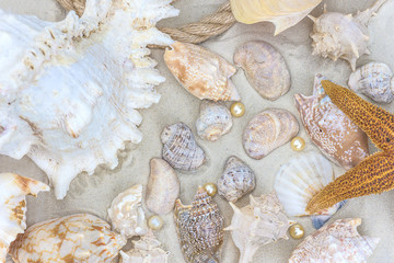 sea vacations concept/different sea shells and starfish on white sand
