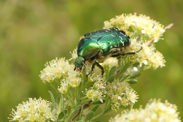 Flower Chafer