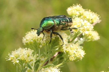 Flower Chafer
