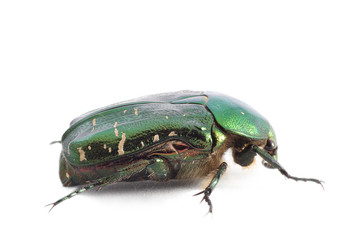 Flower Chafer on white