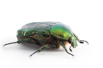 Flower Chafer on white