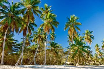 Fototapeta na wymiar Beach with high palm trees on background of blue sky. Dominican Republic