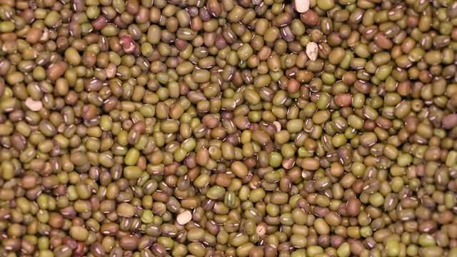 Green gram bean infected by Acanthoscelides obtectus little bugs  