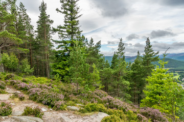 Fototapeta premium Pines at Deeside