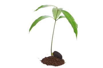 Mango seedling with seed and fresh leaves isolated on white