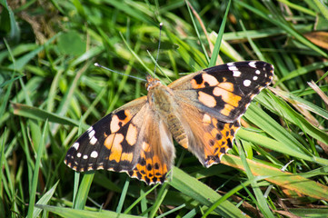 Fototapeta na wymiar Painted lady butterfly on grass
