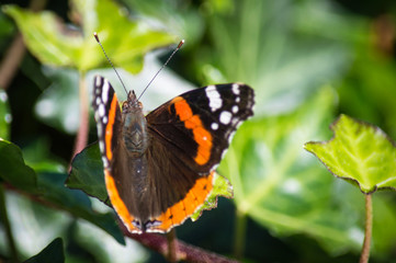Red admiral butterfly on ivy