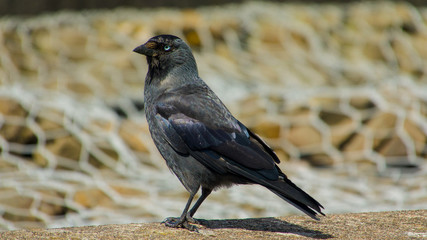 Jackdaw with a blurry background