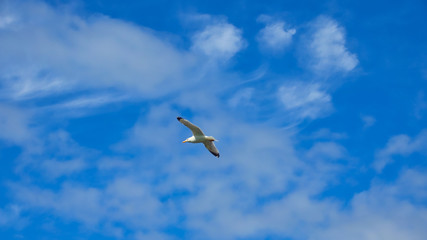 Seagull in a bright blue sky with wispy clouds