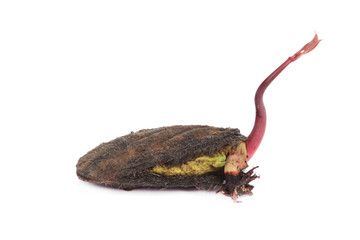 Mango seedling with seed and fresh leaves isolated on white