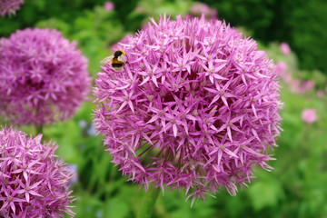 Bumble Bee on a Pink Round Flower