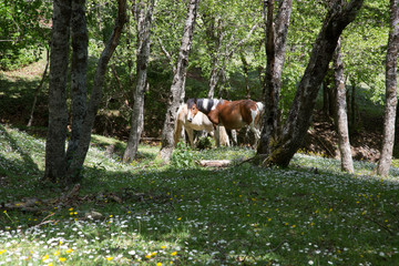 Cavalli selvaggi nel Parco Nazionale del Cilento e Vallo di Diano, primavera; Wild horses 