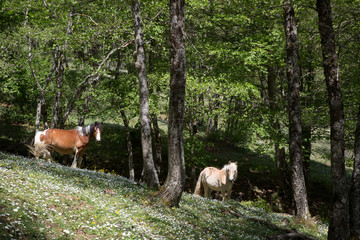 Cavalli selvaggi nel Parco Nazionale del Cilento e Vallo di Diano, primavera; Wild horses 