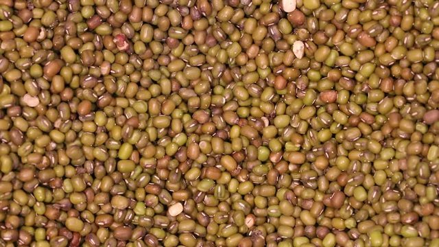 Green gram bean infected by Acanthoscelides obtectus little bugs  