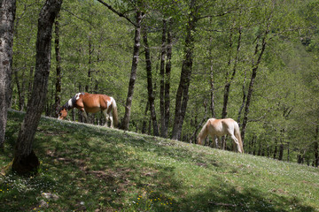 Cavalli selvaggi nel Parco Nazionale del Cilento e Vallo di Diano, primavera; Wild horses 