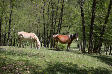 Cavalli selvaggi nel Parco Nazionale del Cilento e Vallo di Diano, primavera  Wild horses  © nidafoto
